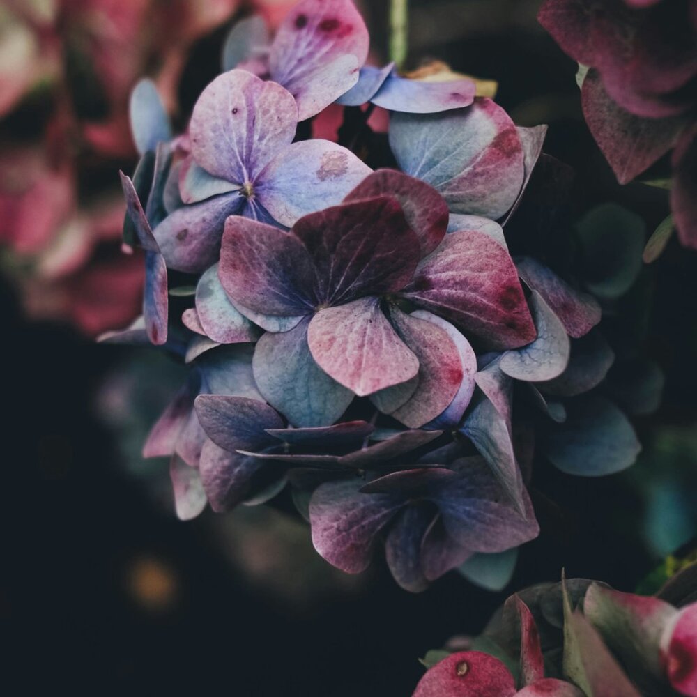 Meet your Posher, Mandy